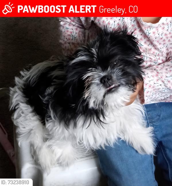 Lost Male Dog last seen 20th street and 1 st ave, Greeley, CO 80631