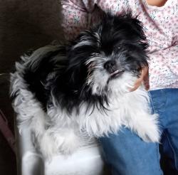 Lost Male Dog last seen 20th street and 1 st ave, Greeley, CO 80631