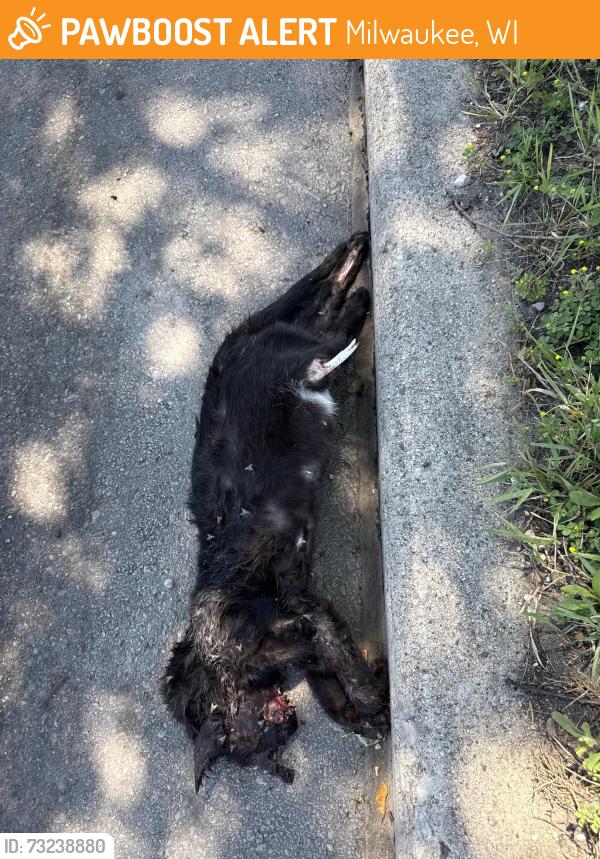 Found/Stray Unknown Cat last seen Hayes, Milwaukee, WI 53215