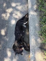 Found/Stray Unknown Cat last seen Hayes, Milwaukee, WI 53215