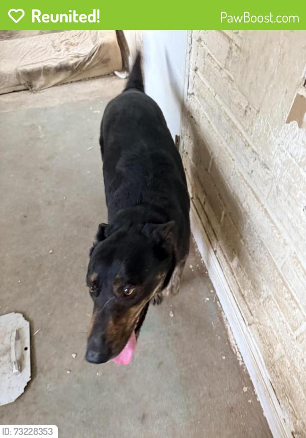 Reunited Male Dog last seen 13th street and 172 ave, Homestead, FL 33030