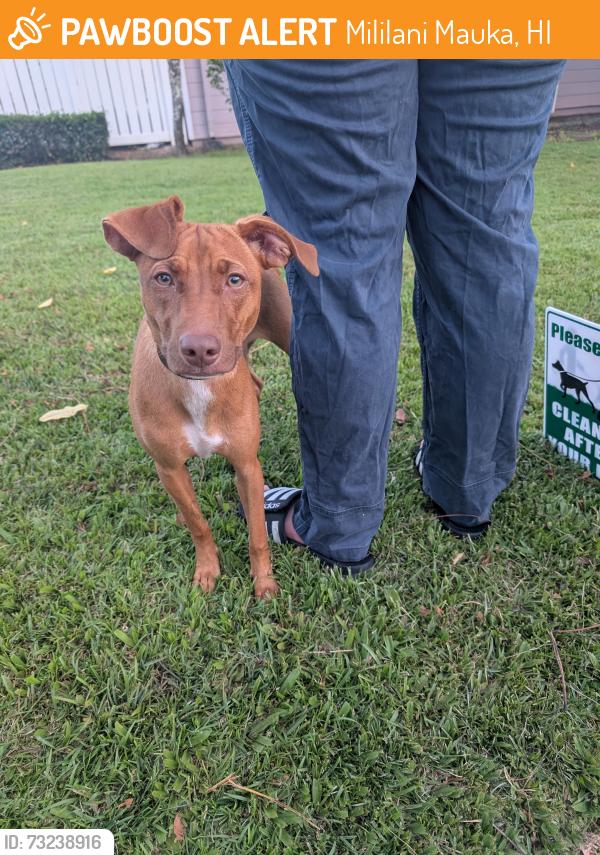 Surrendered Female Dog last seen Makaikai and Kaapeha, Mililani Mauka, HI 96789