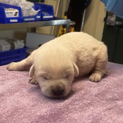 Shelter Stray Female Dog last seen , 361 S Raymond Ave, Pasadena, CA 91105, USA