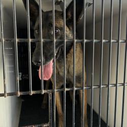 Shelter Stray Female Dog last seen , 361 S Raymond Ave, Pasadena, CA 91105, USA