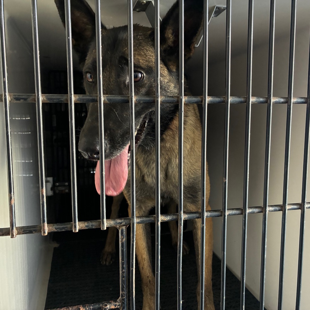 Shelter Stray Female Dog last seen , 361 S Raymond Ave, Pasadena, CA 91105, USA