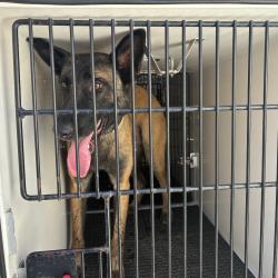 Shelter Stray Male Dog last seen , 361 S Raymond Ave, Pasadena, CA 91105, USA