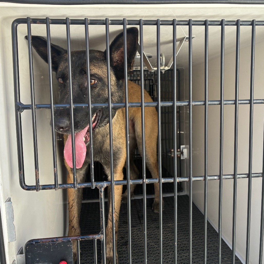 Shelter Stray Male Dog last seen , 361 S Raymond Ave, Pasadena, CA 91105, USA