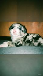 Lost Male Dog last seen Autopista carbonera ojo caliente, Autop. Carbonera-Ojo Caliente, Coah. 