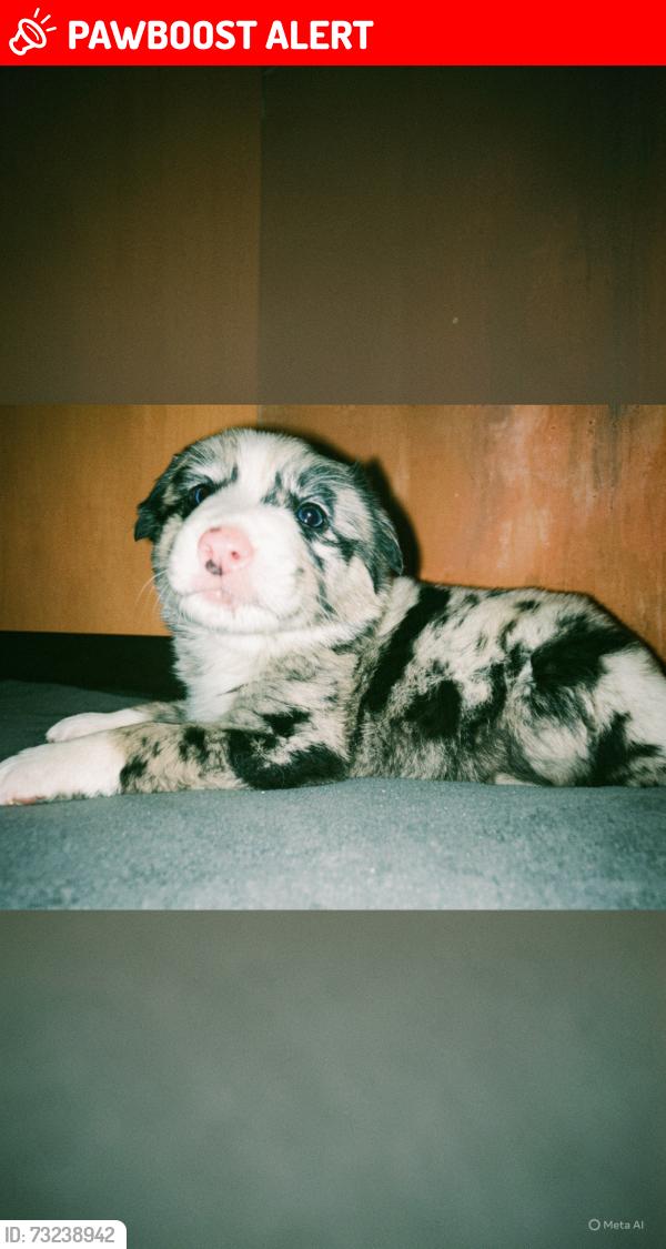 Lost Male Dog last seen Autopista carbonera ojo caliente, Autop. Carbonera-Ojo Caliente, Coah. 