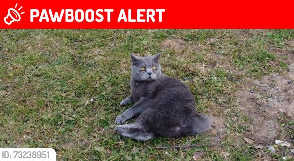 Lost Male Cat last seen At home, Abington, England CB21 6AS