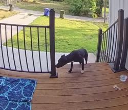Found/Stray Unknown Dog last seen Hilton st stokes cemetery, Greenville, SC 29607