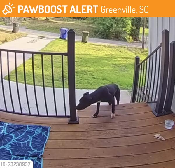Found/Stray Unknown Dog last seen Hilton st stokes cemetery, Greenville, SC 29607