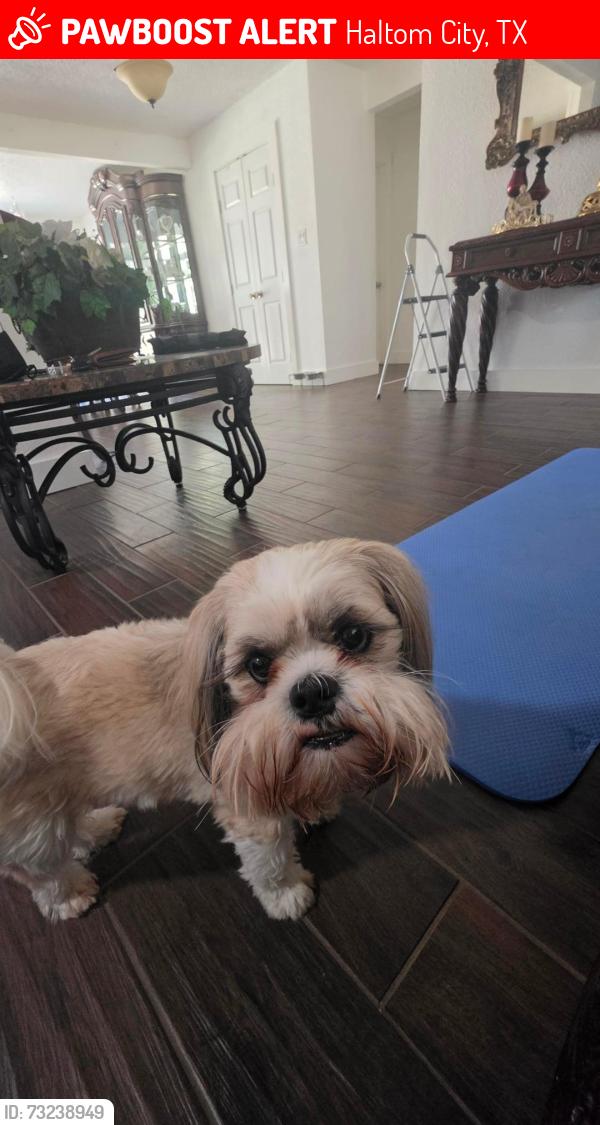 Lost Male Dog last seen Stanley Keller and Eastridge drive, Haltom City, TX 76117