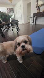 Lost Male Dog last seen Stanley Keller and Eastridge drive, Haltom City, TX 76117