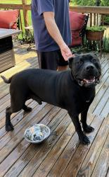 Reunited Male Dog last seen Brookedge Dr, Hamlin, NY 14476