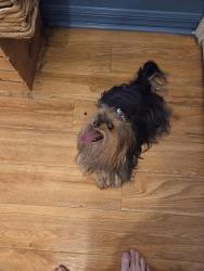Found/Stray Female Dog last seen Treeline Drive and Cold Creek, Valrico, FL 33596