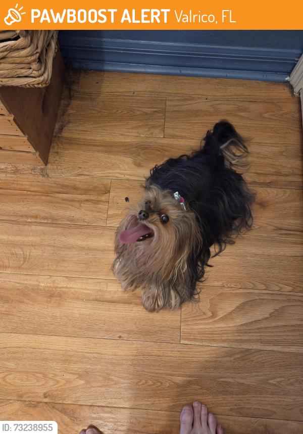 Found/Stray Female Dog last seen Treeline Drive and Cold Creek, Valrico, FL 33596