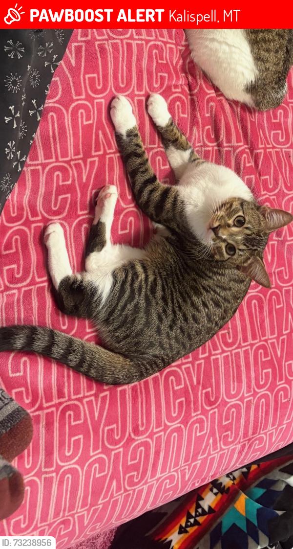 Lost Male Cat last seen Mountain Villa apmts, Kalispell, MT 59901