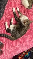 Lost Male Cat last seen Mountain Villa apmts, Kalispell, MT 59901