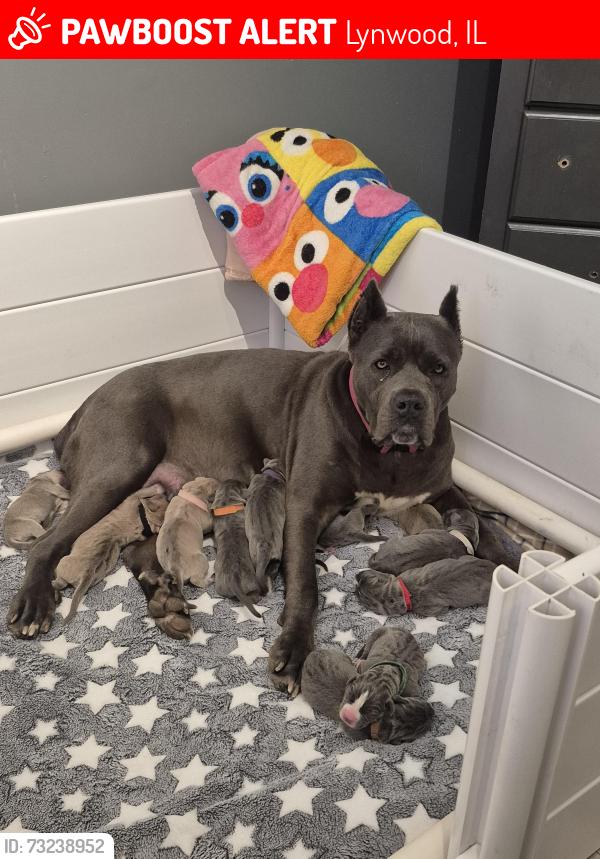 Lost Female Dog last seen Terrace Ave 201st, Lynwood, IL 60411