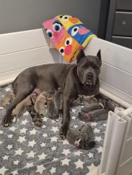 Lost Female Dog last seen Terrace Ave 201st, Lynwood, IL 60411