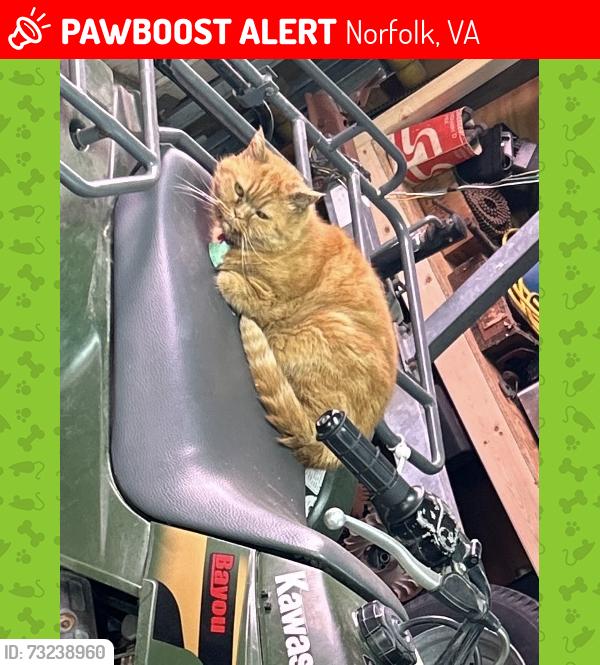 Lost Female Cat last seen Creekwood rd, Norfolk, VA 23518