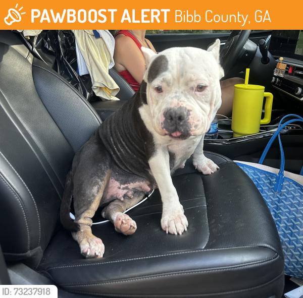 Found/Stray Female Dog last seen Lower thomaston, Bibb County, GA 31220