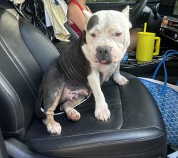 Found/Stray Female Dog last seen Lower thomaston, Bibb County, GA 31220