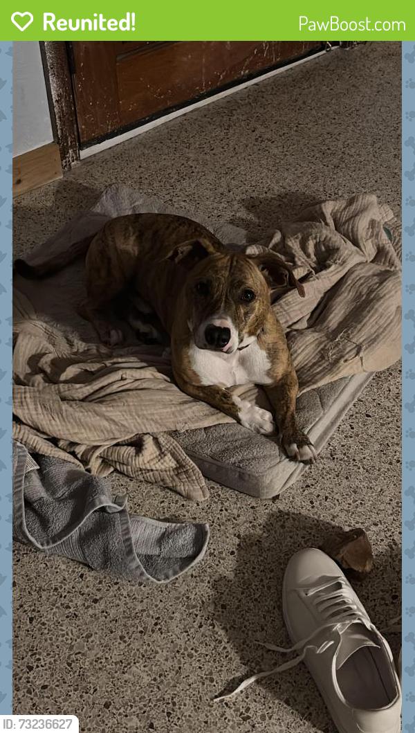 Reunited Male Dog last seen Canton Ave and Pennsylvania ave, Winter Park, FL 32789