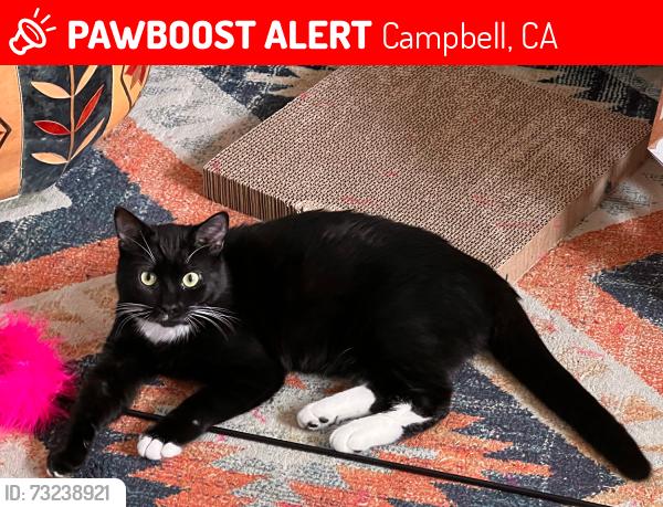 Lost Female Cat last seen N Central Ave and Lenor Way, Campbell, CA 95128