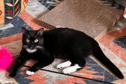 Lost Female Cat last seen N Central Ave and Lenor Way, Campbell, CA 95128