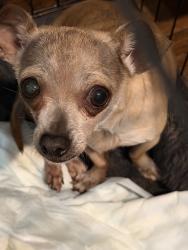 Found/Stray Female Dog last seen A Parkway, Sacramento, CA 95823