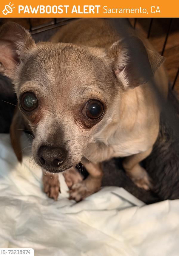 Found/Stray Female Dog last seen A Parkway, Sacramento, CA 95823