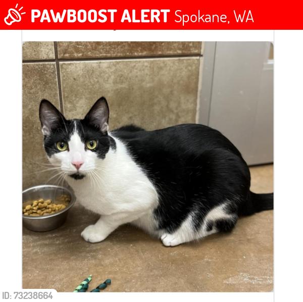 Lost Male Cat last seen Westgate Village/Northwest Terrace, Spokane, WA 99208