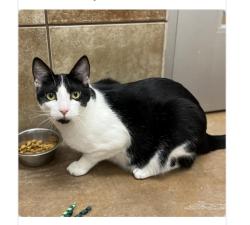 Lost Male Cat last seen Westgate Village/Northwest Terrace, Spokane, WA 99208