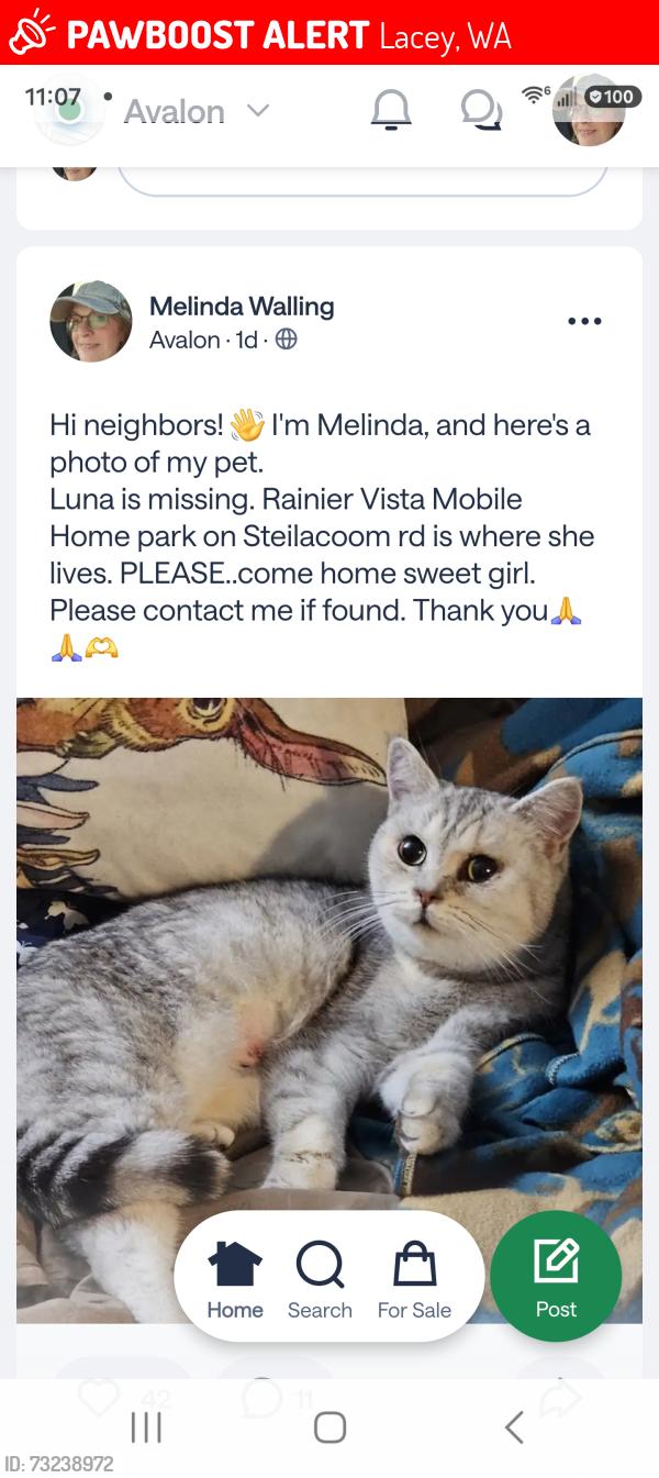 Lost Female Cat last seen Recreational athletic complex, Lacey, WA 98513