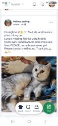 Lost Female Cat last seen Recreational athletic complex, Lacey, WA 98513