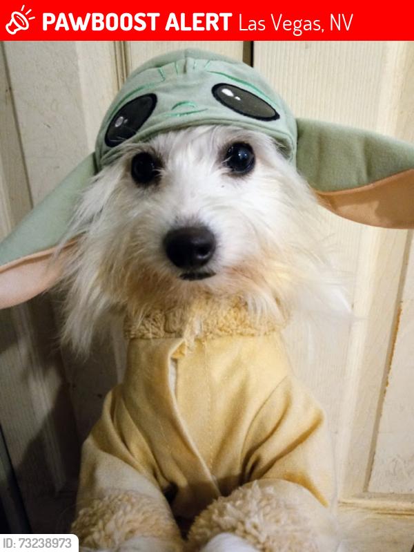 Lost Female Dog last seen Judson, Las Vegas, NV 89156