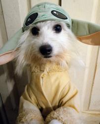 Lost Female Dog last seen Judson, Las Vegas, NV 89156