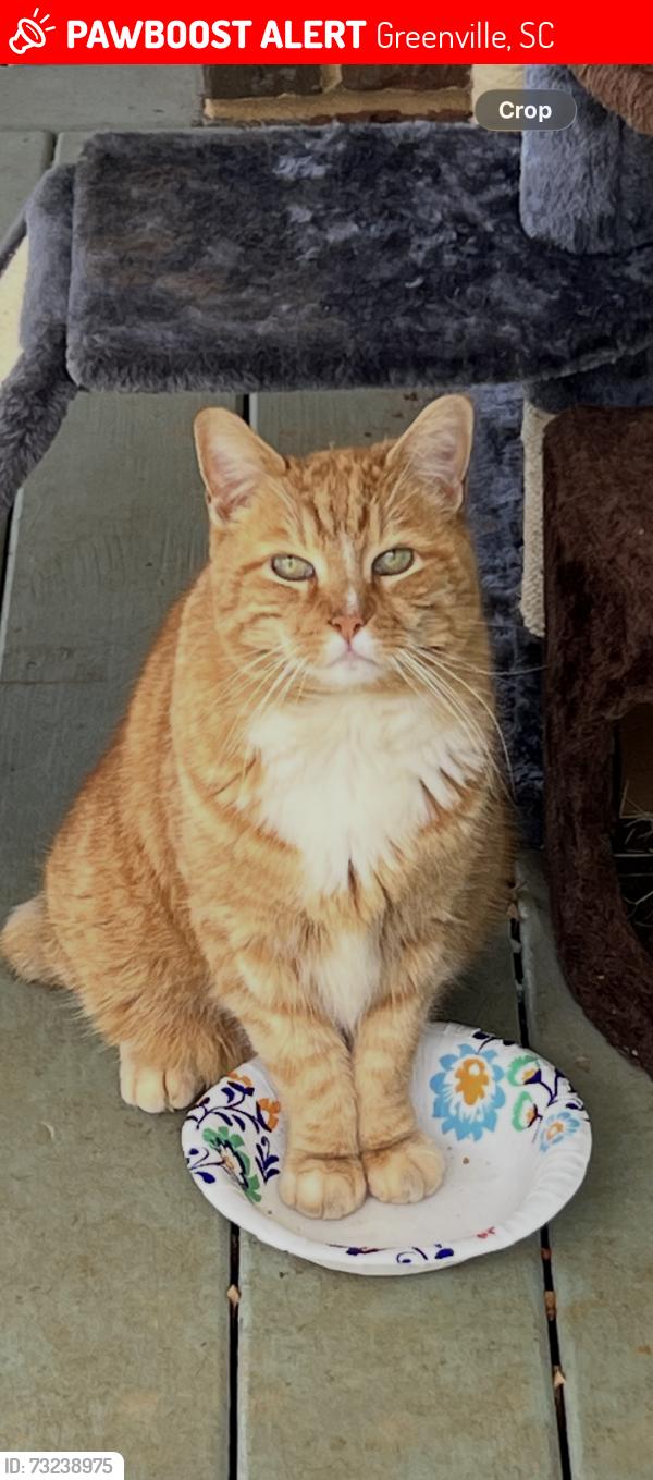 Lost Male Cat last seen Rockmont Road, Greenville, SC 29615