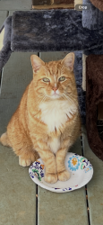 Lost Male Cat last seen Rockmont Road, Greenville, SC 29615