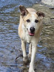 Lost Male Dog last seen Mobile & Dyer, El Paso, TX 79998