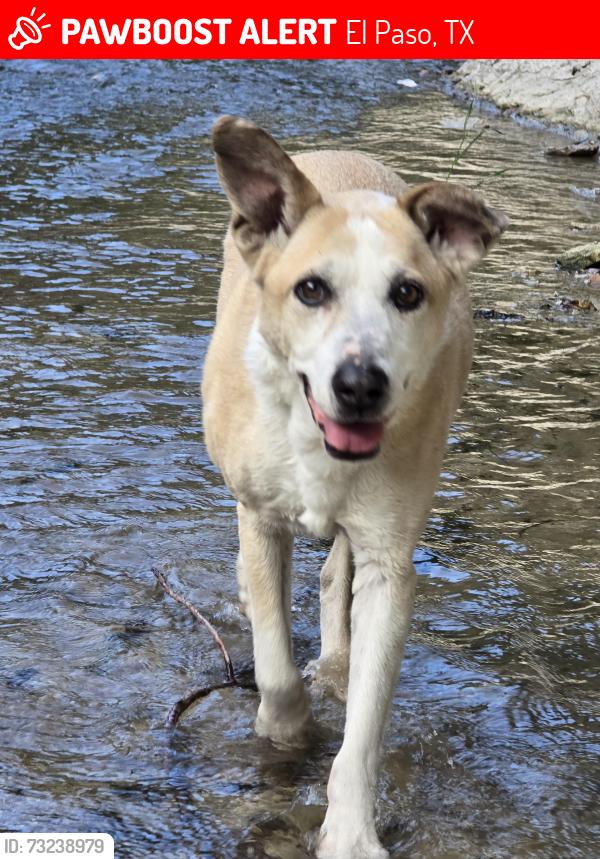 Lost Male Dog last seen Mobile & Dyer, El Paso, TX 79998