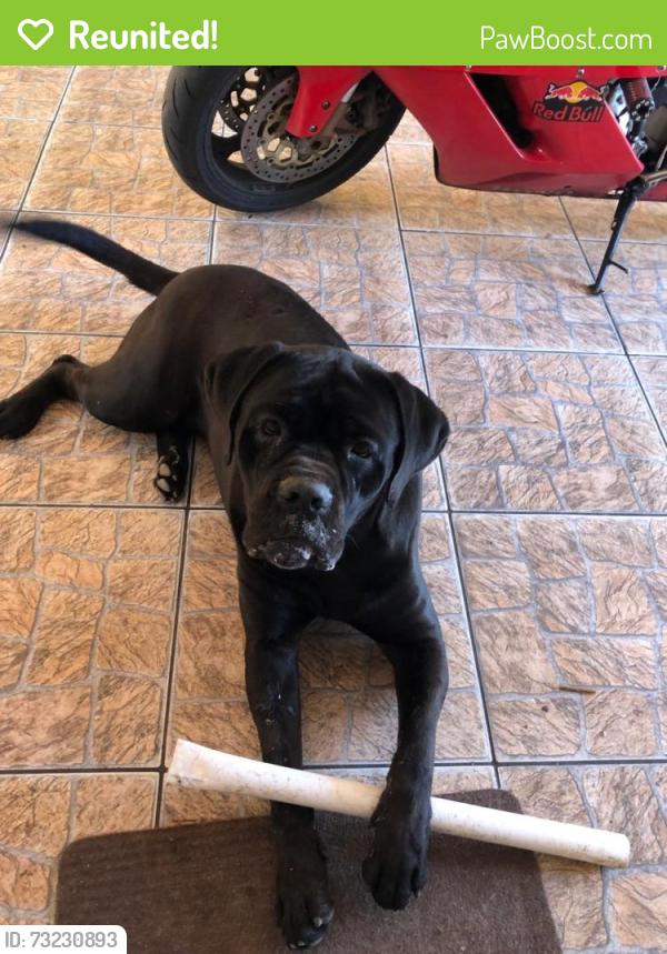Reunited Male Dog last seen Rua la Salle e João Ferreira da Rocha, Pinheirinho, PR 81020-490