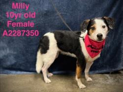 Shelter Stray Female Dog last seen , West Valley Animal Shelter, 20655 Plummer St, Chatsworth, CA 91311, USA