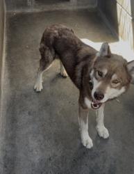Shelter Stray Male Dog last seen , 3201 Lacy St, Los Angeles, CA 90031, USA