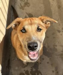 Shelter Stray Male Dog last seen , West Valley Animal Shelter, 20655 Plummer St, Chatsworth, CA 91311, USA