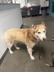 Shelter Stray Male Dog last seen , West Valley Animal Shelter, 20655 Plummer St, Chatsworth, CA 91311, USA