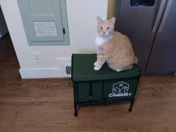 Lost Male Cat last seen Middleton Way, Wade Hampton Blvd, Greer, SC 29650