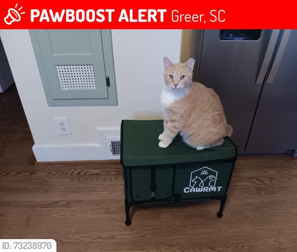 Lost Male Cat last seen Middleton Way, Wade Hampton Blvd, Greer, SC 29650